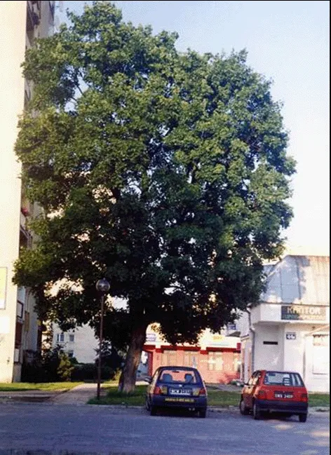 Klon przy domu rodziny Mackiewiczów, 1997 r.