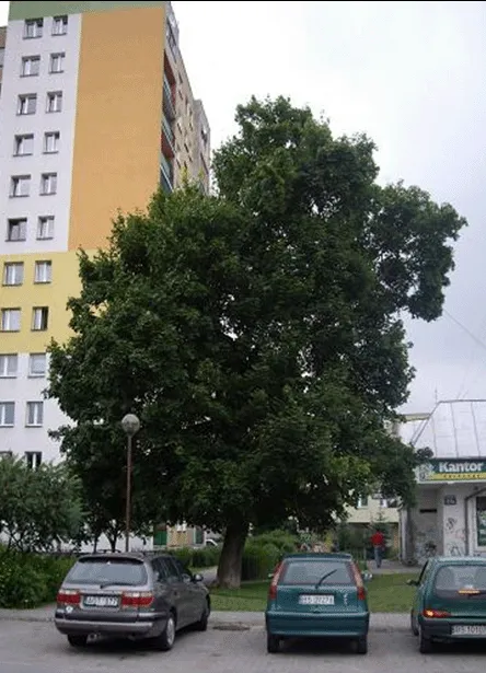 Klon na skwerze, gałąź odcięta przy stawianiu pomnika Janusza Korczaka